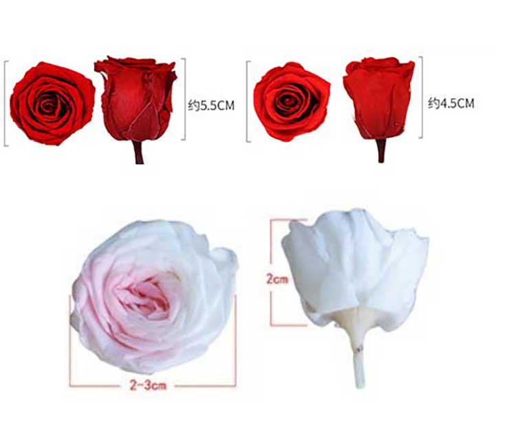 Preserved Roses3