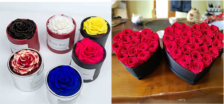 Preserved Roses5