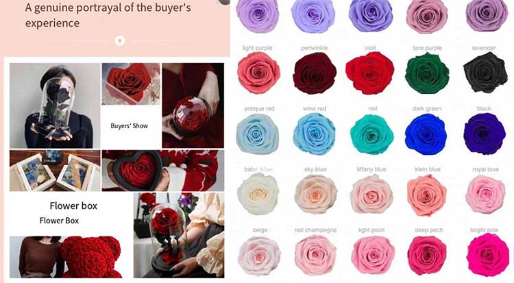 Angelic Eternal Rose